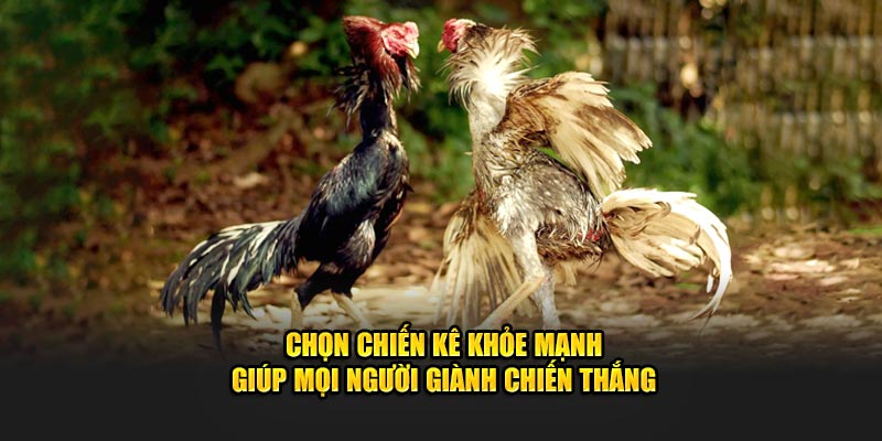 Chọn chiến kê khỏe mạnh giúp mọi người giành chiến thắngChọn chiến kê khỏe mạnh giúp mọi người giành chiến thắng