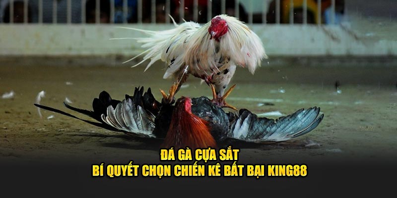 Đá gà cựa sắt