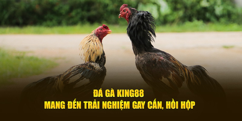 Đá gà King88 mang đến trải nghiệm gay cấn, hồi hộp