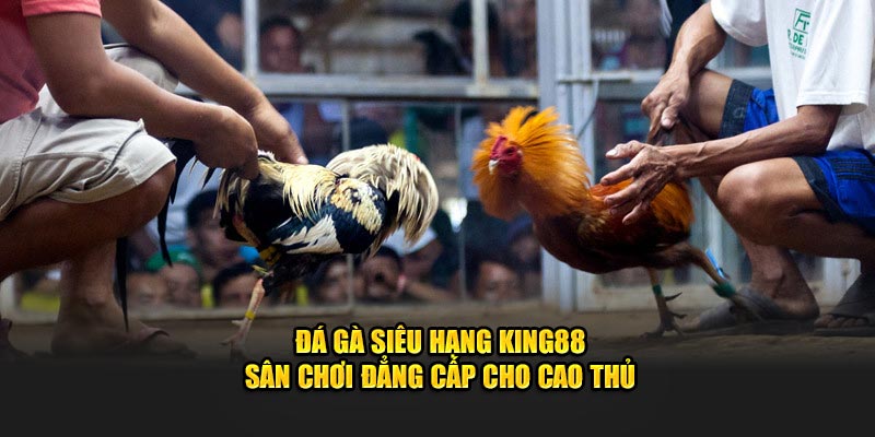 Đá gà siêu hạng