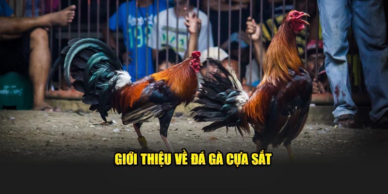 Giới thiệu sơ về đá gà cựa sắt