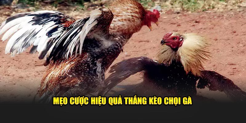 Mẹo cược hiệu quả thắng kèo chọi gà