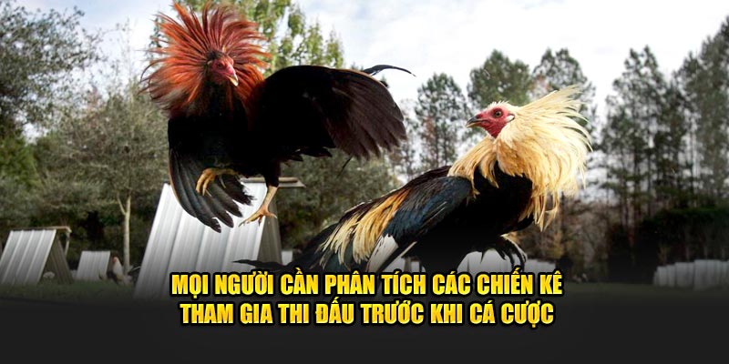 Phân tích các chiến kê tham gia thi đấu trước khi cá cược