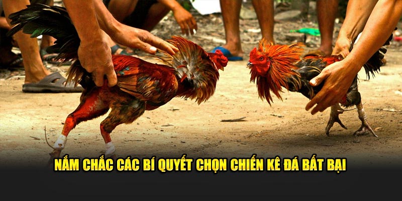 Nắm chắc các bí quyết chọn chiến kê đá bất bại