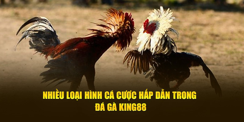 Nhiều loại hình cá cược hấp dẫn trong đá gà King88