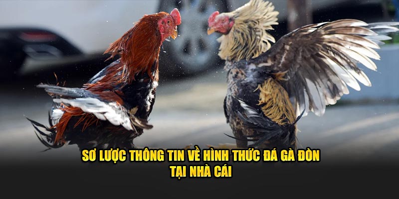 Đá gà đòn và những thông tin về loại hình này