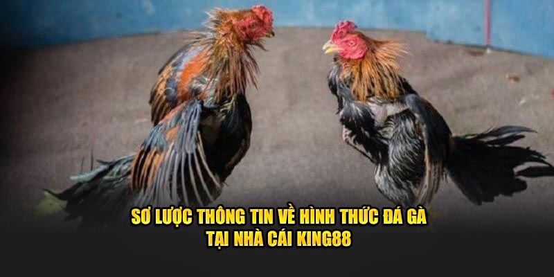 Sơ lược thông tin về hình thức đá gà tại nhà cái King88