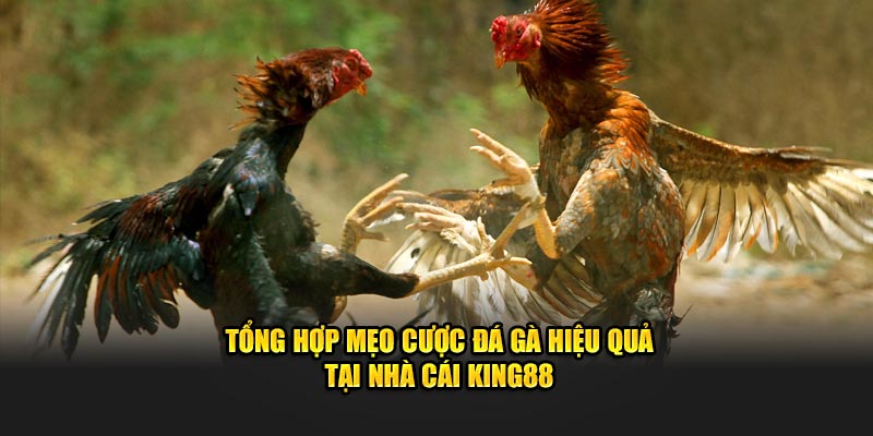 Mẹo cược đá gà